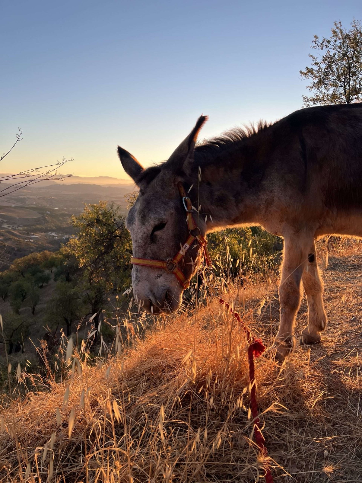 Resident donkeys at the barn